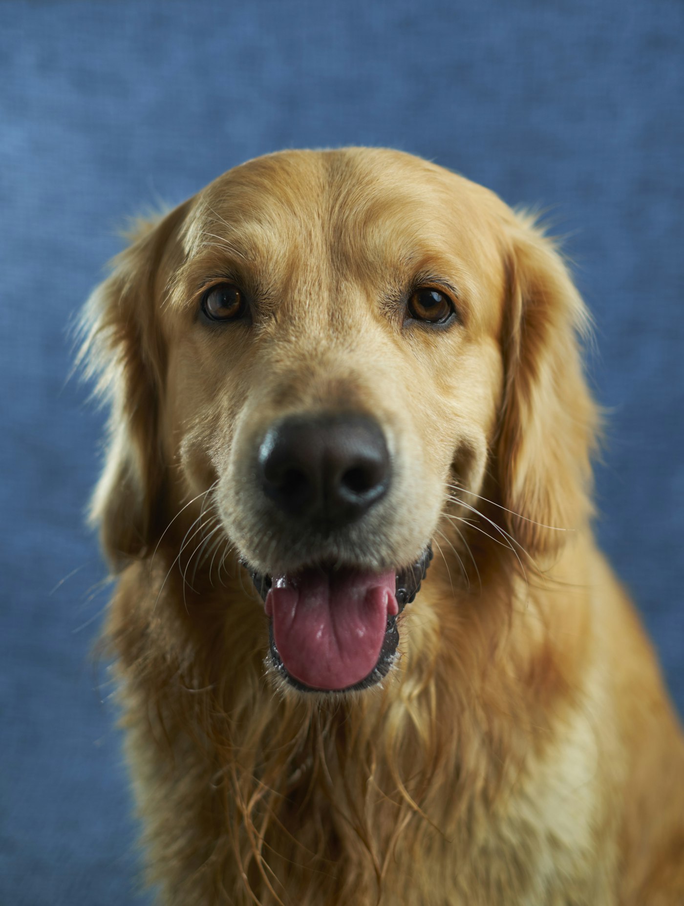 Golden retriever looking into the camera