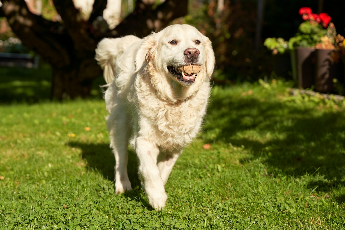 Golden retriever trotting across a lawn
